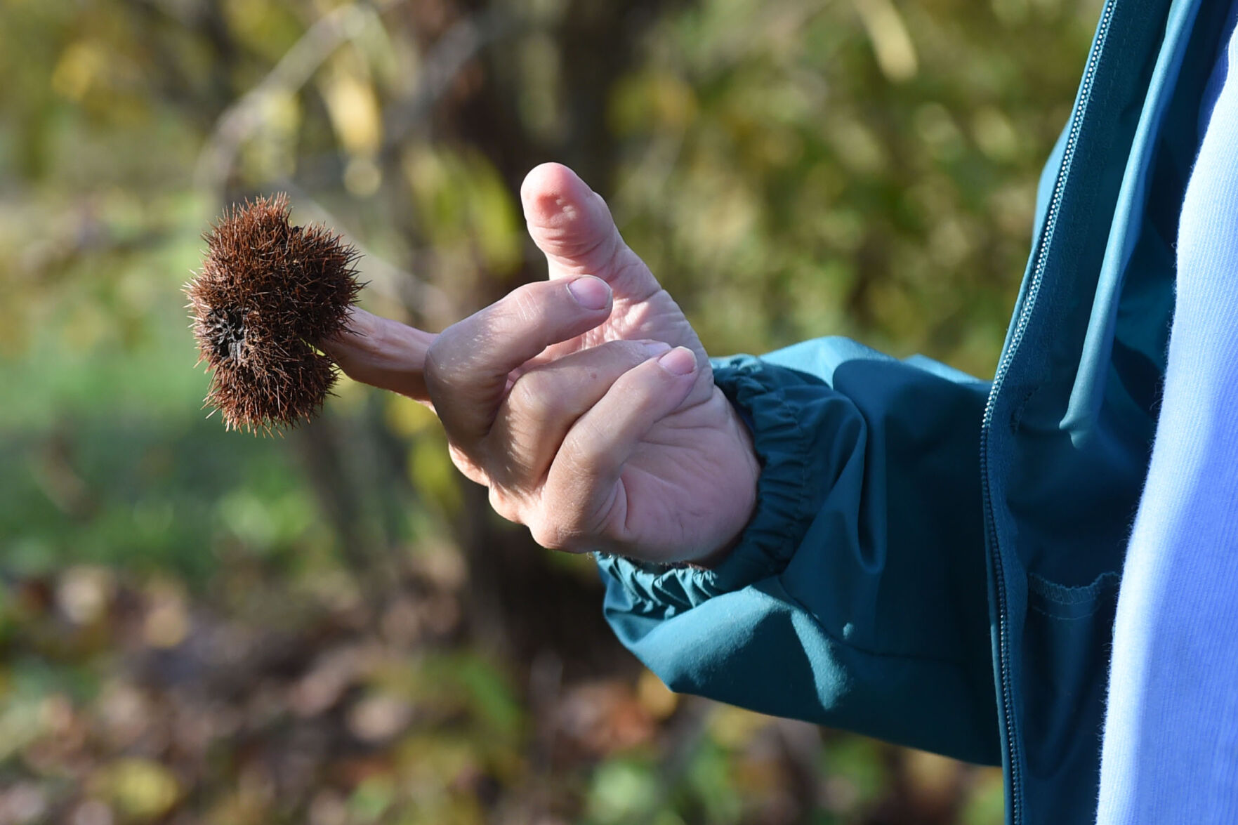 ChestnutTree011.jpg